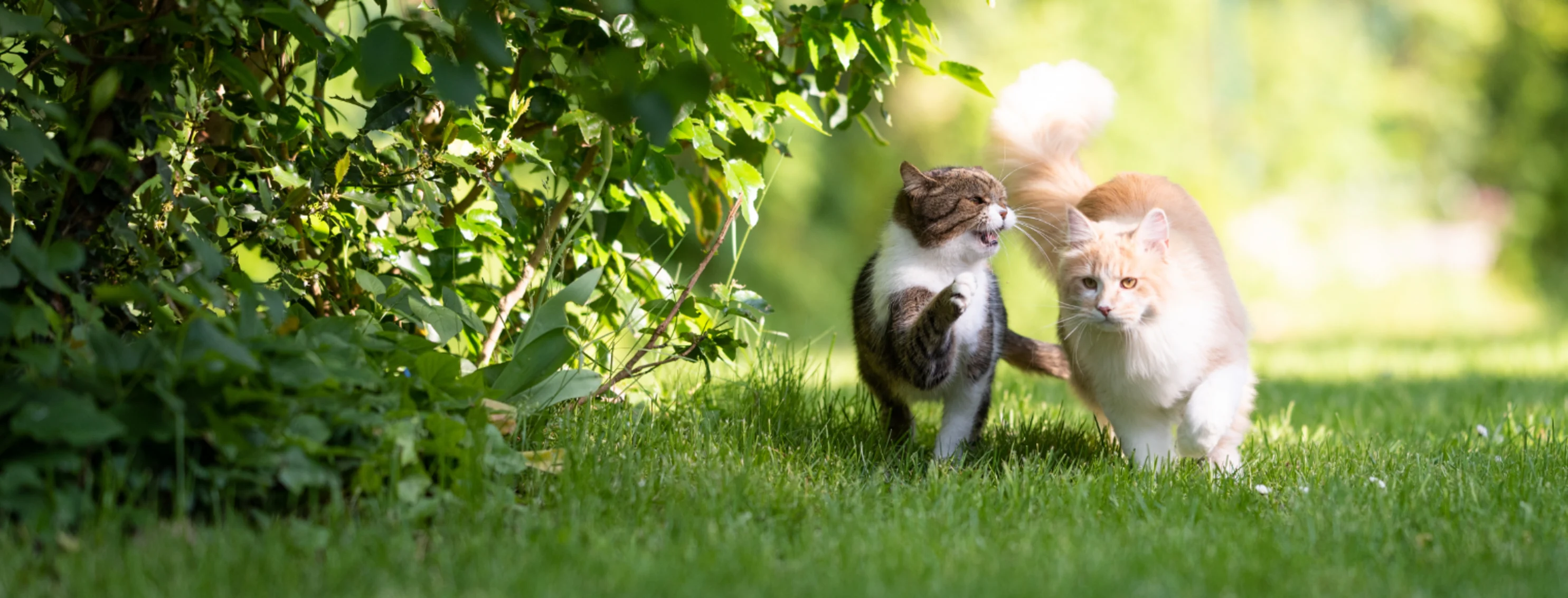 Two Cats Walking Down in Grassy Area